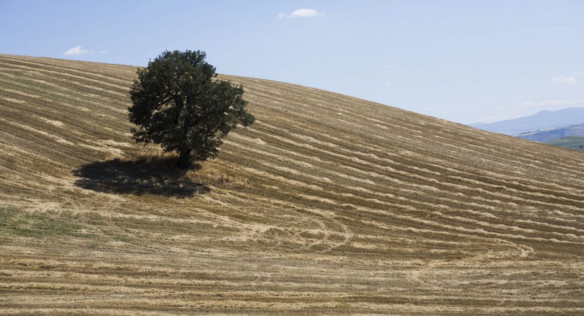 Ecológico, habitar el paisaje