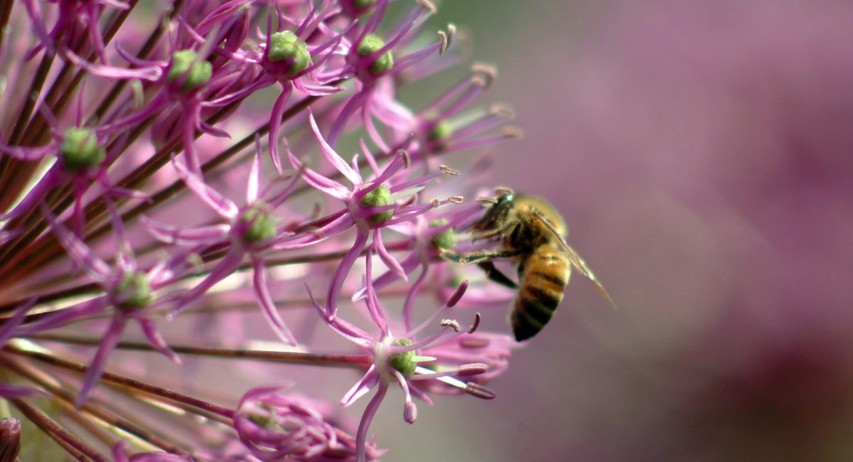 ¡Salvemos a las abejas para salvarnos a nosotros mismos! ¡Prohibamos los pesticidas neonicotinoides!