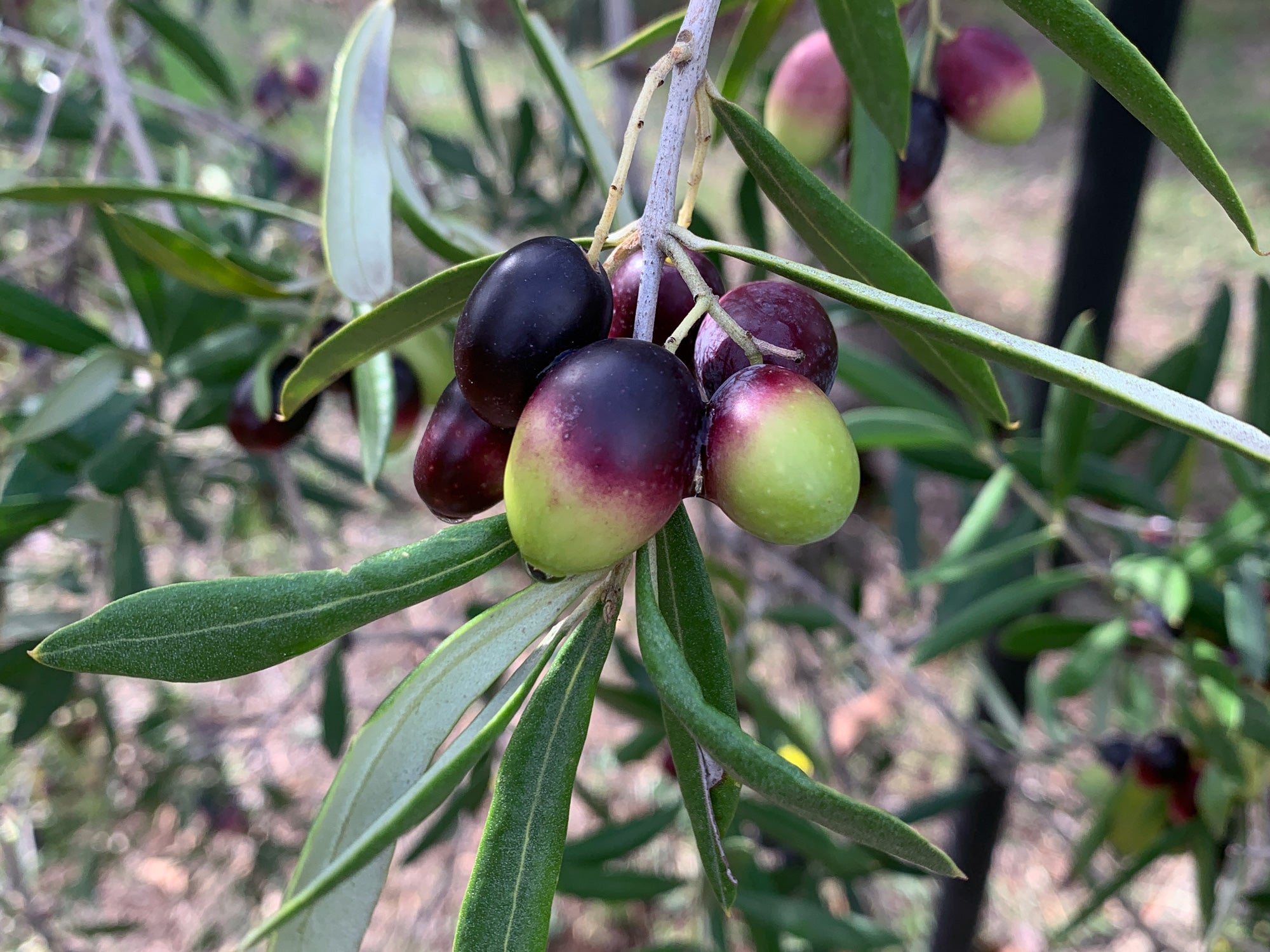 Aceite de oliva virgen extra: propiedades y beneficios de este elixir para la salud