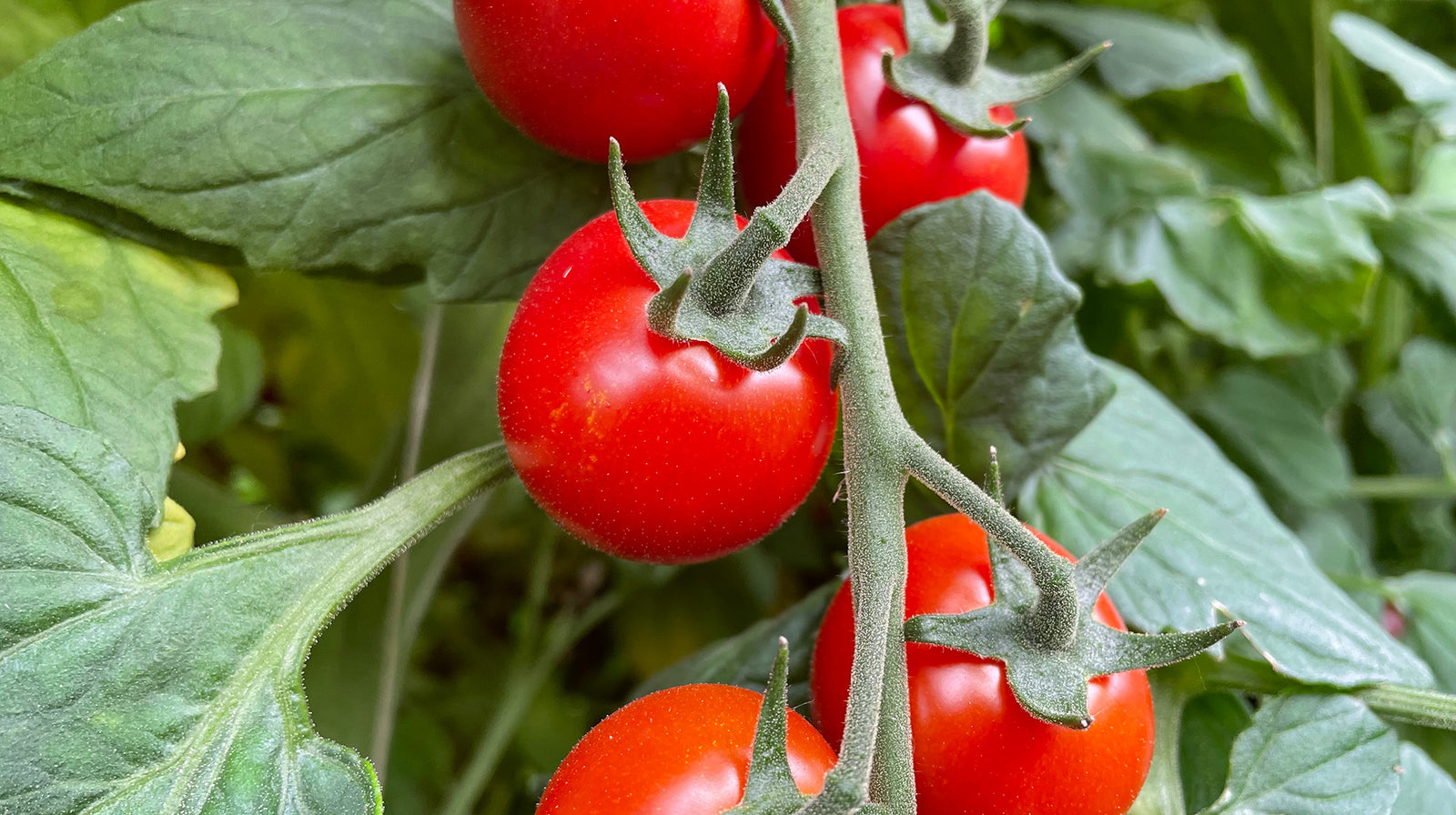 El tomate, la verdura del verano con muchos beneficios