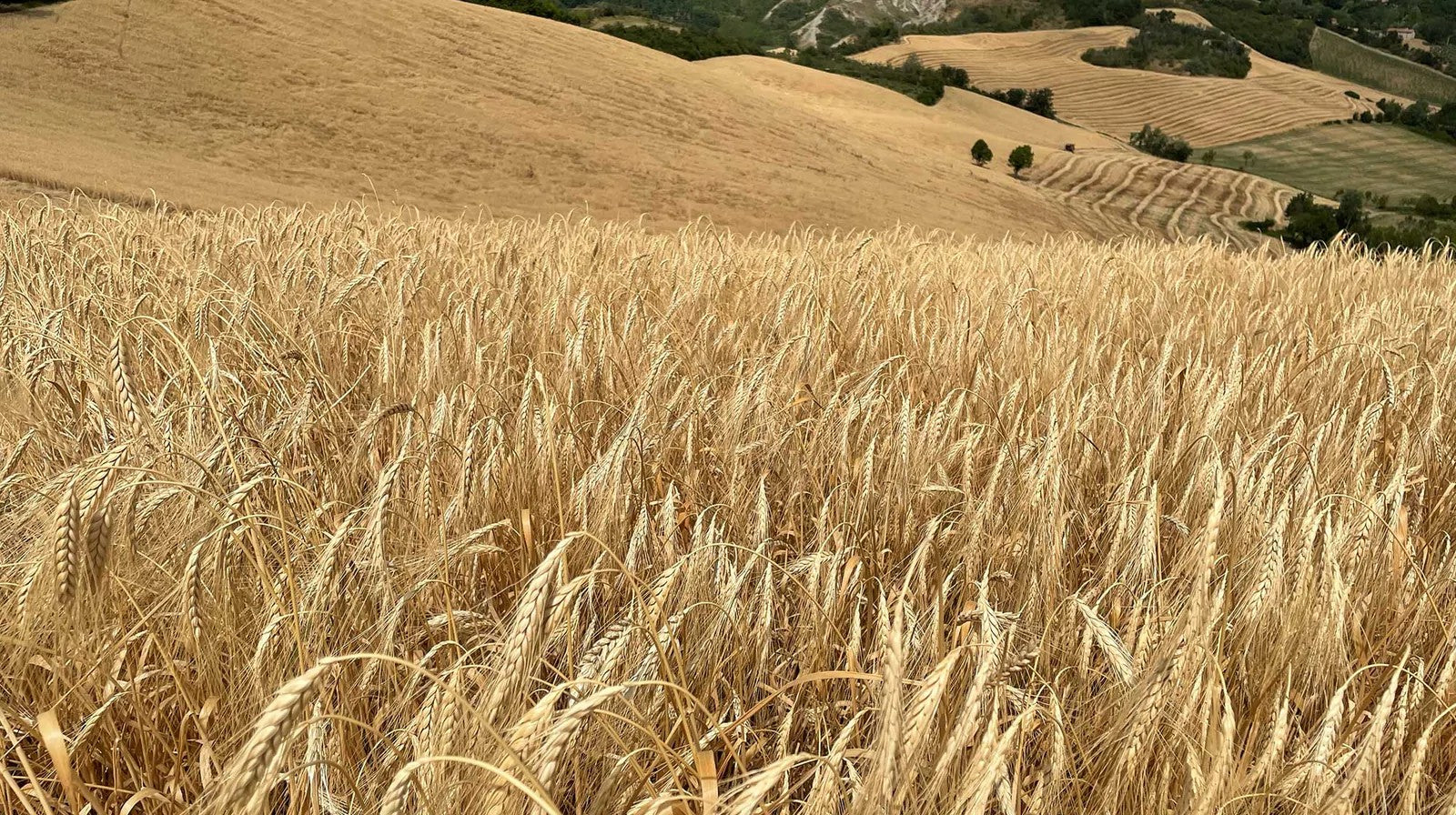 Los cereales integrales reducen el riesgo de aparición de tumores
